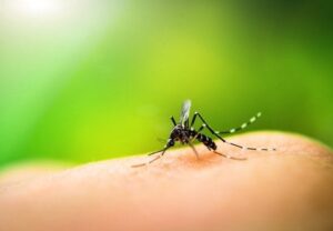 Homemade Mosquito Repellent: A Natural DIY Mosquito & Insect